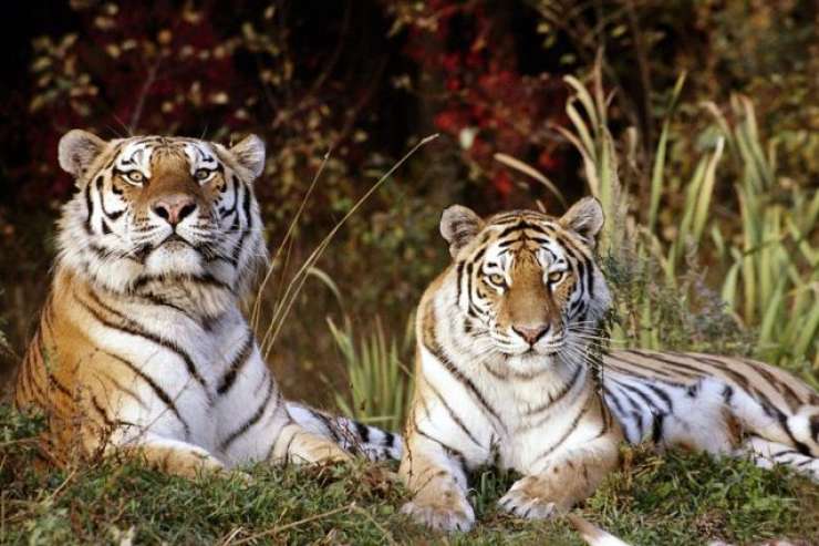 Sibirska tigra sta novi atrakciji ljubljanskega živalskega vrta
