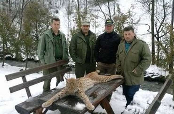 Lovci so se na Facebooku bahali z ustrelom zaščitenega risa