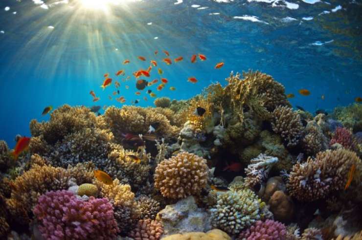Karibski koralni grebeni bi lahko čez 20 let izginili