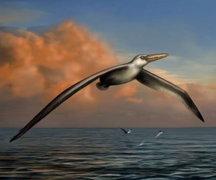 Leteči orjak: v ZDA fosili največje leteče ptice v zgodovini