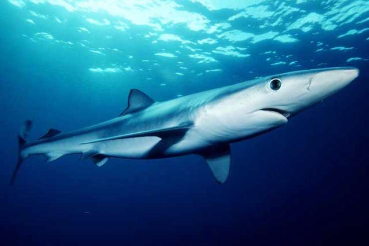 V Španiji zaradi morskih psov zaprli nekaj plaž