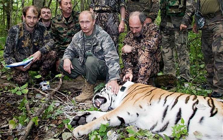 Putinov sibirski tiger v iskanju hrane odtaval na Kitajsko