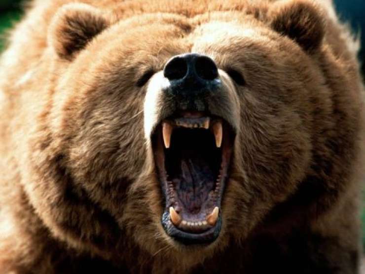 Na Aljaski medved pojedel fotografa