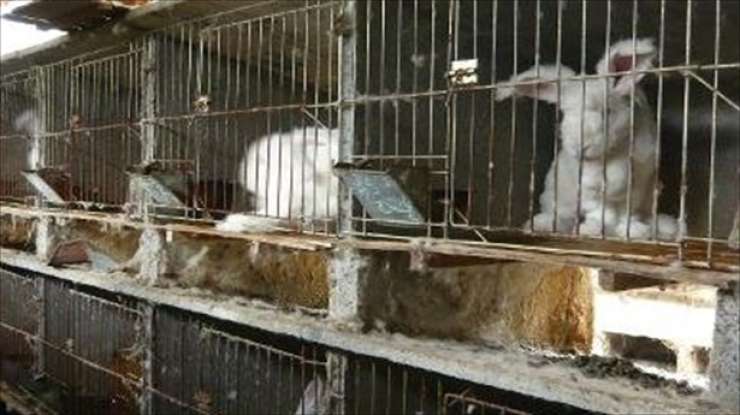 Trpljenje zajcev na kitajskih farmah ustavilo proizvodnjo izdelkov iz angora volne