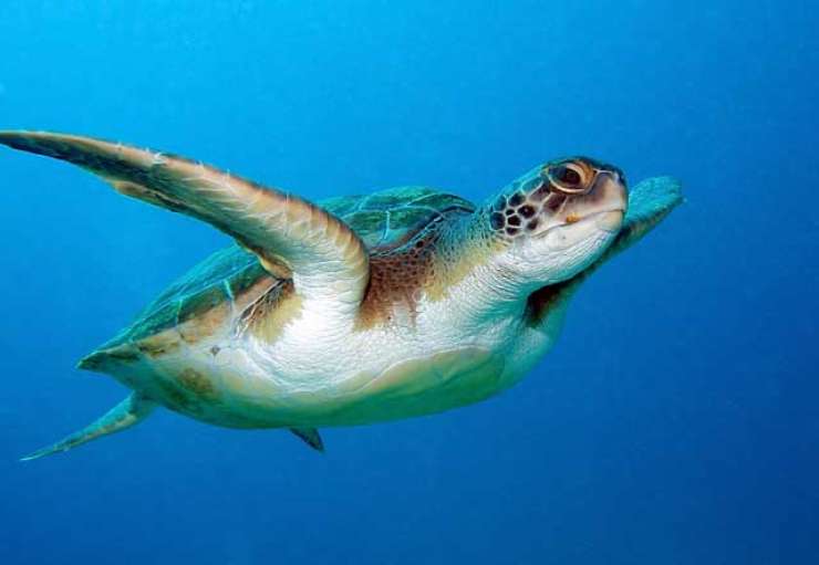 V Piranu bodo v morje prvič spustili želvi s satelitskim oddajnikom