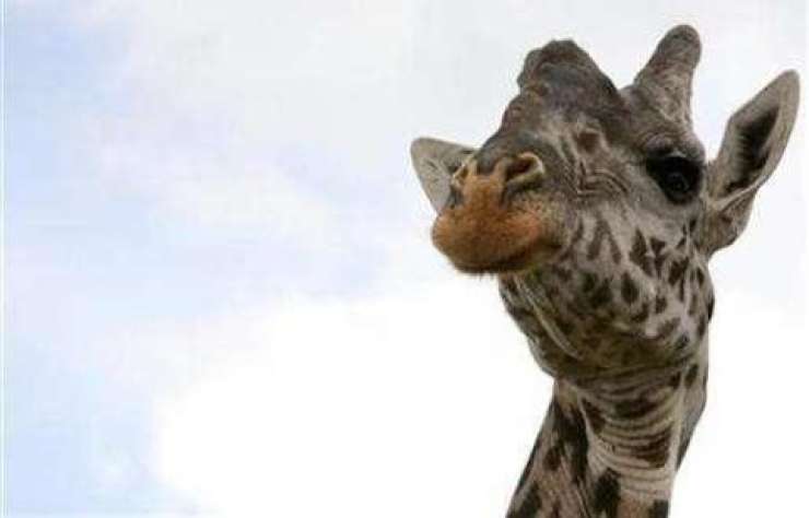 V danskem živalskem vrtu usmrtili zdravo žirafo in z njo nahranili leve
