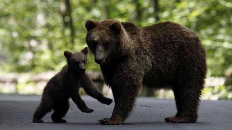 V Italiji med odlovom poginila slovenska medvedka Danica