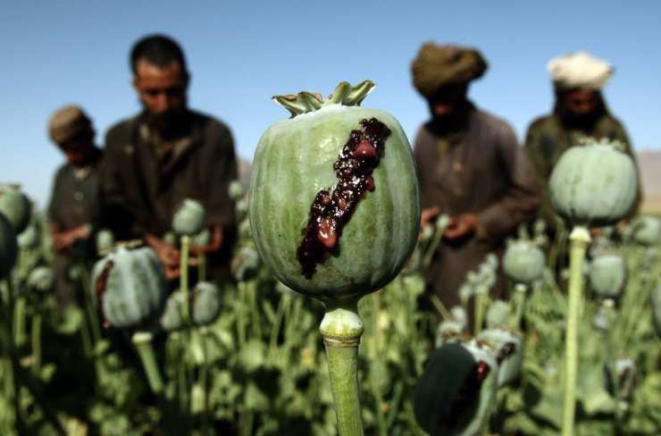 V Afganistanu letos pridelali rekordno količino maka za opij