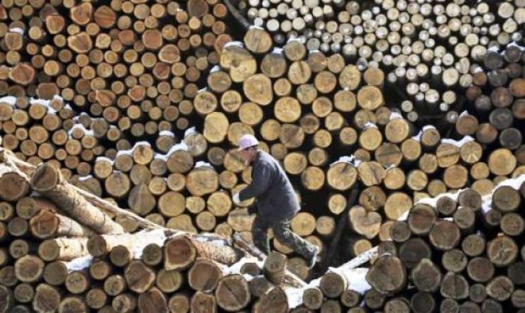 Skupna vrednost odkupa okroglega lesa julija močno navzdol