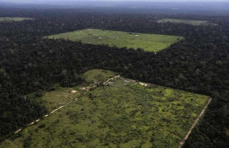 Razbili skupino največjih uničevalcev amazonskega gozda