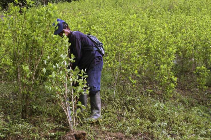 V Mehiki odkrili prvo plantažo koke