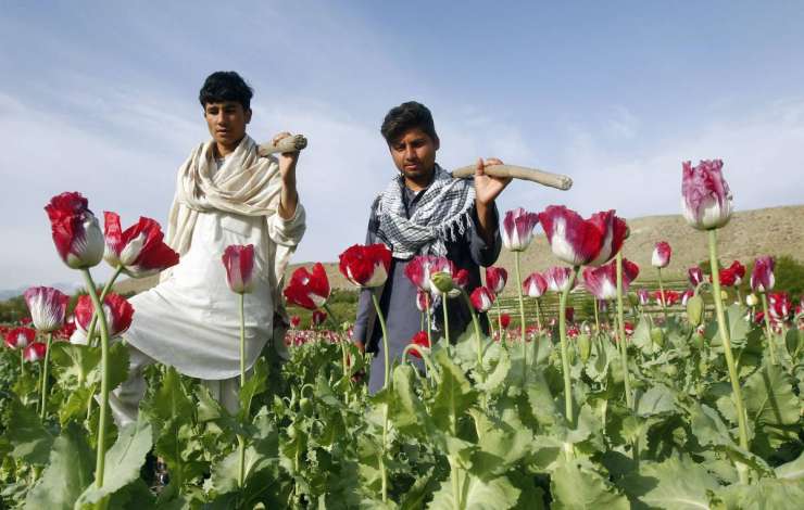 Desetina afganistanskega gospodarstva naj bi bila odvisna od opija