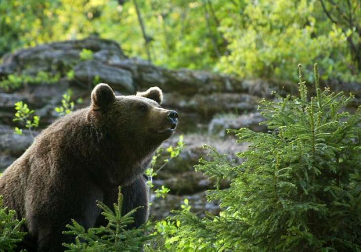 Letošnji odstrel 175 medvedov ne bo ogrozil dolgoročnega obstoja medveda