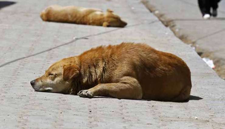 V Sarajevu bodo zaradi potepuških psov morda zapirali vrtce
