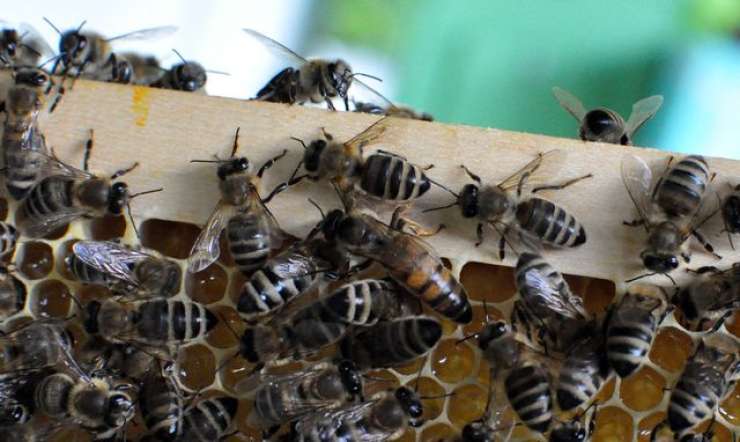 Slovenski čebelarji se bojijo prihoda malega panjskega hrošča