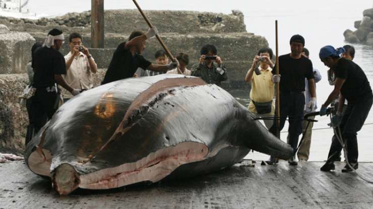 Japonska obnovila lov na kite