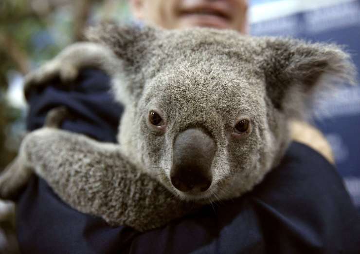 Avstralija bo namenila 28 milijonov evrov za zaščito koal