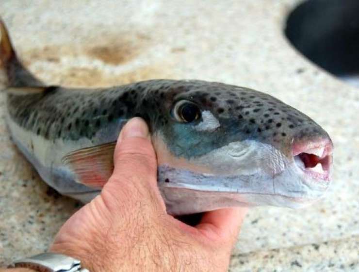 Pri Dubrovniku ujeli eno najbolj strupenih rib na svetu