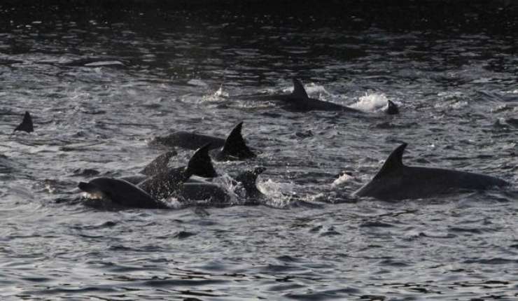 Na Japonskem podpora koncu okrutnega lova na delfine v zalivu Taiji