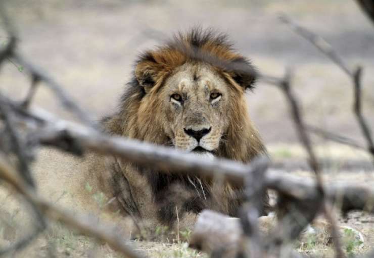 Lev ubil ameriško turistko
