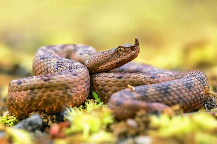 Nizozemka na hrvaški gori hotela božati najbolj strupeno kačo v Evropi