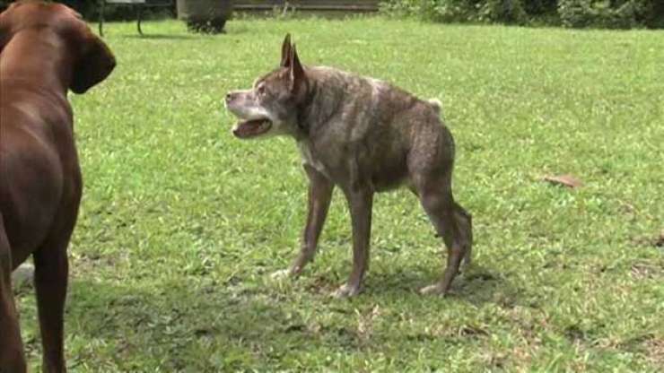 To je Quasi Modo, najgrši pes na svetu