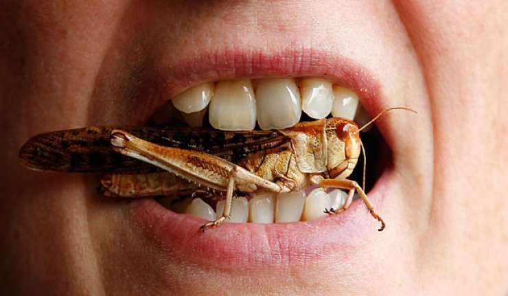 Kdo bo prvi ugriznil? Agencija EU insekte priporoča kot hrano