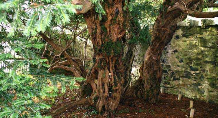 5000 let staro škotsko drevo spreminja spol