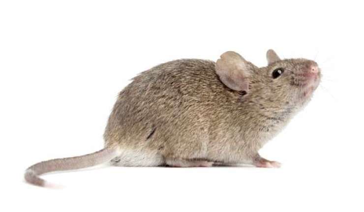 V brazilskem zaporu je trenirana miš tihotapila mamila