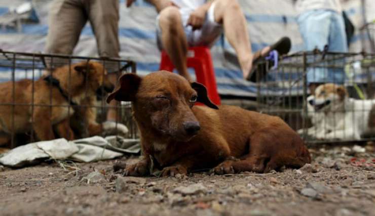 Pet Kambodžanov umrlo zaradi uživanja pokvarjenega pasjega mesa