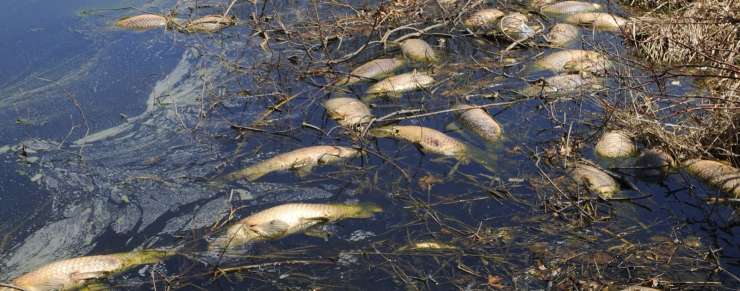 Na sotočju Tolminke in Soče večji pogin rib