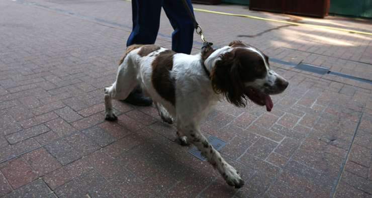 Policijska psička izvohala založene prihranke upokojencev