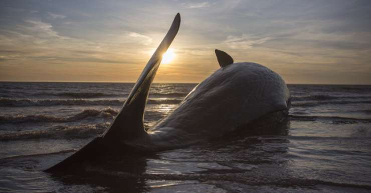 Na obalo Nemčije naplavilo osem poginulih kitov glavačev