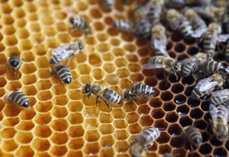 Razkritje: Deset čebelarjev, ki je uporabljalo prepovedana zdravila