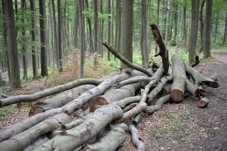 Med sečnjo lesa pri Malem Vidmu drevo padla na delavca