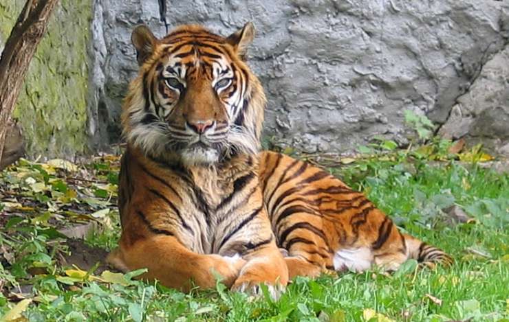 Število prosto živečih tigrov se povečuje