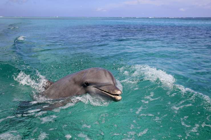Brezobzirni kopalci so do smrti izmučili izgubljenega mladiča delfina