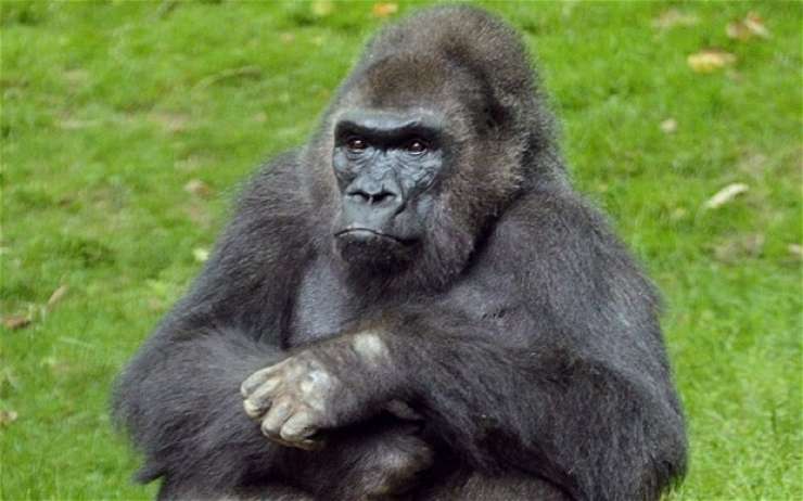 Ustrelili gorilo, ki je v živalskem vrtu zagrabila triletnega dečka