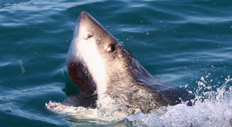 V Avstraliji verjetno še ena smrt zaradi morskega psa