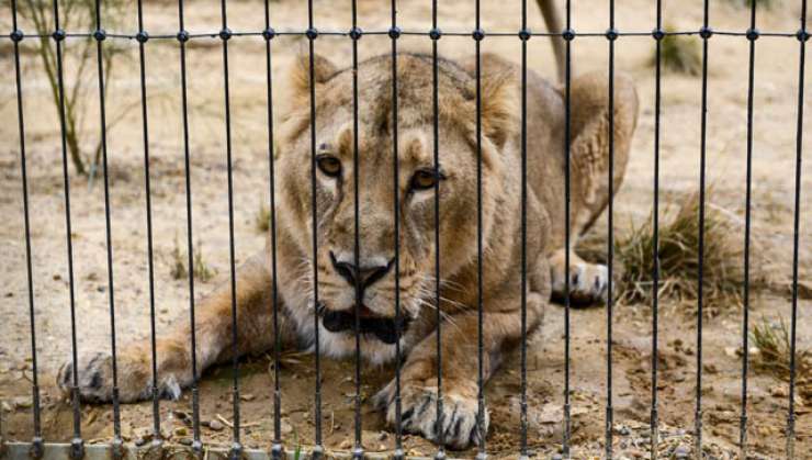 V Indiji po napadih na ljudi ujeli 18 levov