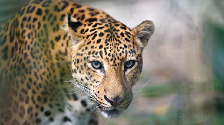 Na slovesnosti ob predaji olimpijske bakle ubili samico jaguarja