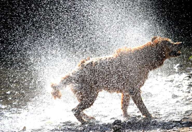 Danes še pasja vročina, jutri blažen dež in ohladitev