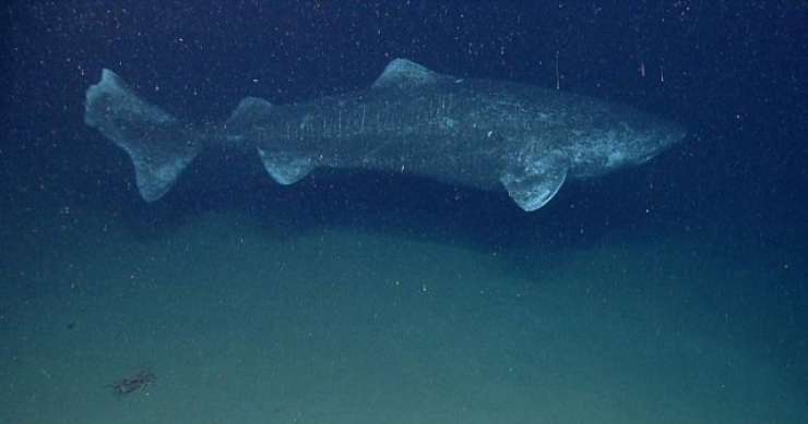 V vodah Grenlandije plavajo 400 let stari morski psi