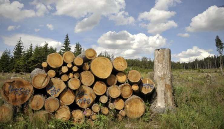 Zaradi sprememb upravljanja z državnimi gozdovi nekateri gozdarji na robu propada
