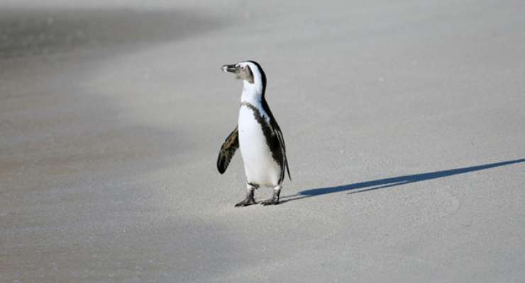 Zaradi borcev za pravice živali grozi pingvinu počasna in mučna smrt