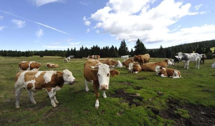 EU bo morda morala uvažati kravji gnoj