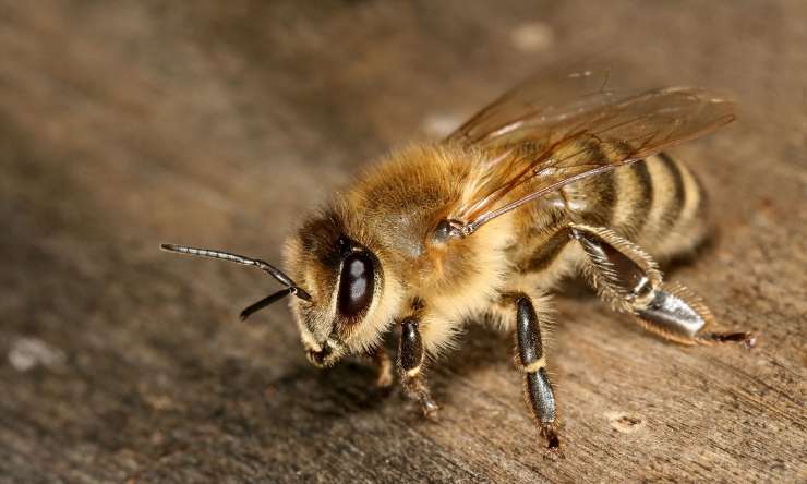 Velikanska kranjska čebela je atrakcija v Dubaju