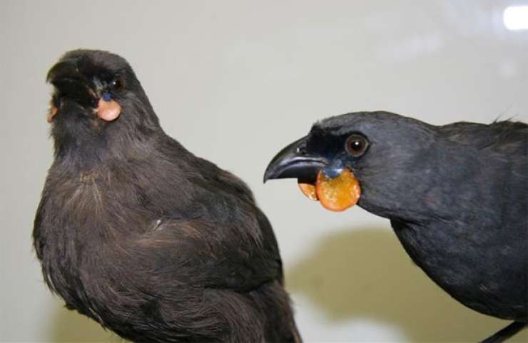 Na Novi Zelandiji ponudili nagrado za namige o "izumrlem" ptiču