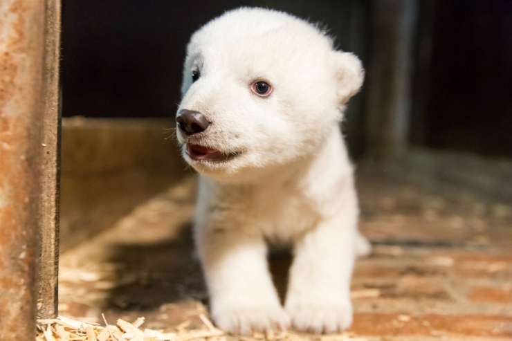 V berlinskem živalskem vrtu žalujejo: poginil 26 dni star mladič polarnega medveda