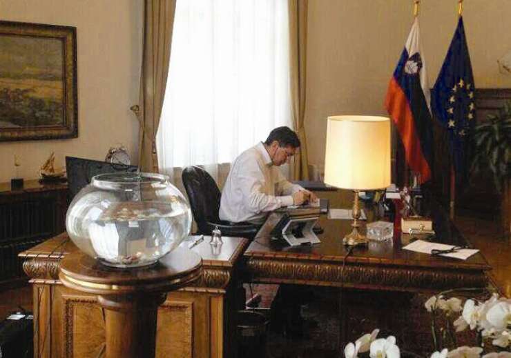Poglejte, kaj se dogaja z zlatimi ribicami v Pahorjevem kabinetu